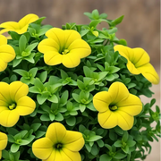 Compact Calibrachoa Seeds