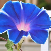 Japanese Morning Glory Seeds
