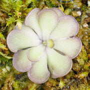 Cyclosecta Pinguicula Seeds
