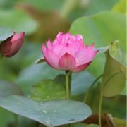 Root Lotus Seeds