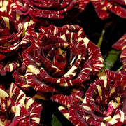 Abracadabra Rose Seeds