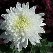 White Chrysanthemum Seeds