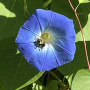 Blue Morning Glory Seeds