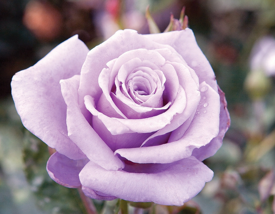 Sterling Silver Rose Seeds
