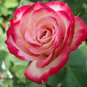 Rosa Seeds, Cherry Parfait