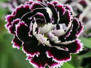 Black and White Dianthus Seeds
