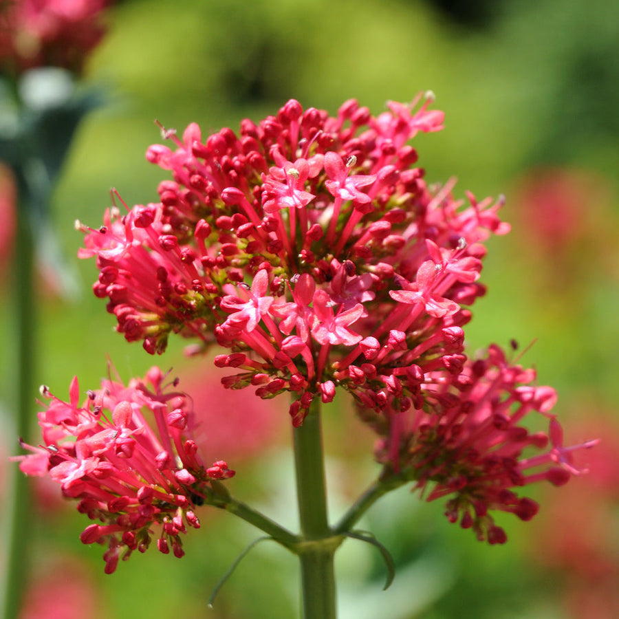 Perennial Red Valerian Seeds