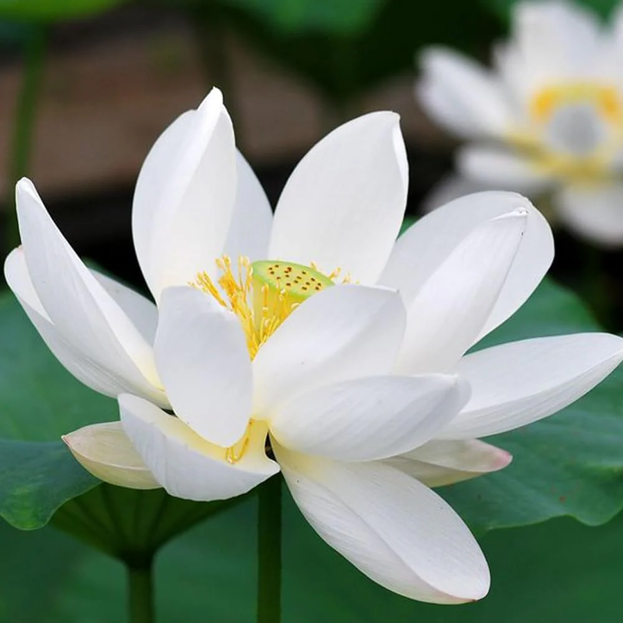 White Water Lily Nymphaea Seeds