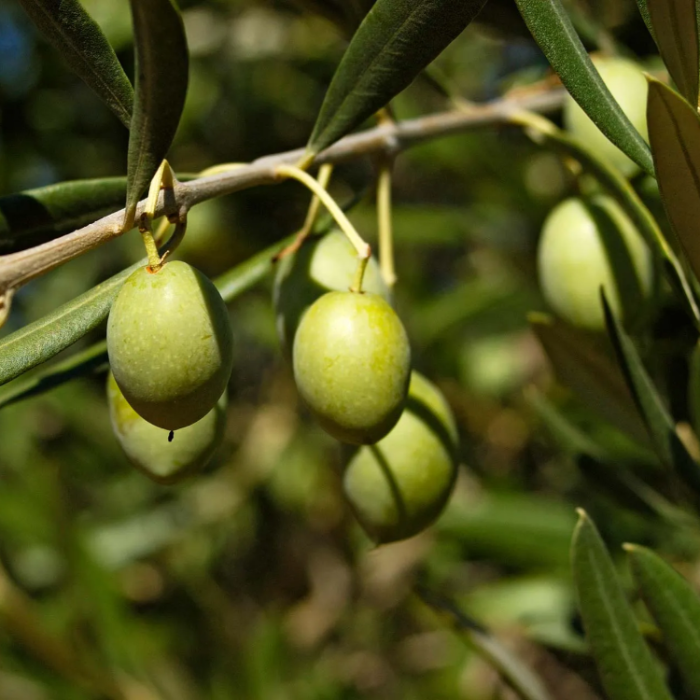 Olive Seeds - For Home Gardens Seeds
