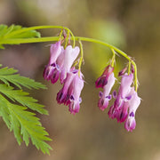 Fringed Bleeding Heart Seeds, Hardy Perennial