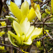 Butterfly Magnolia Seeds