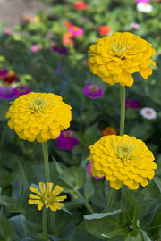 Canary Bird Zinnia Seeds