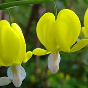 Yellow Seeds, Dicentra spectabilis