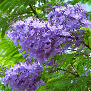 Blue Jacaranda Seeds, Jacaranda mimosifolia