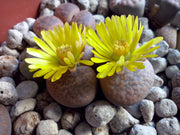 Living Stones Succulent Lithops Seeds