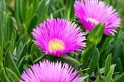 Groundcover Ice Seeds