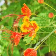 Dwarf Poinciana Peacock Seeds