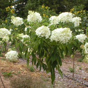 Hydrangea Paniculata Seeds