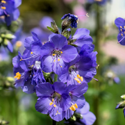 Perennial Jacob's Ladder Seeds