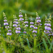Perennial Pennyroyal Seeds