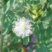 Legume Illinois Bundle Seeds