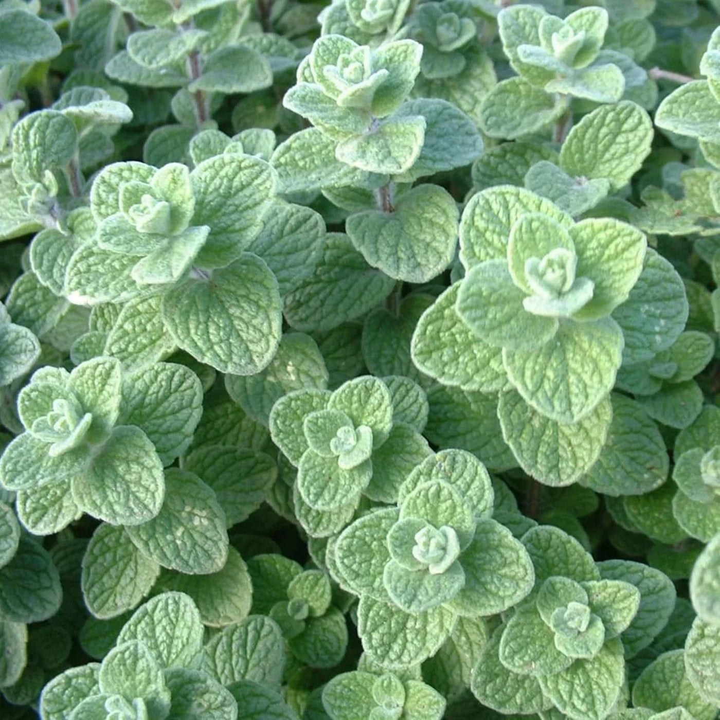 Wild Zaatar Oregano Seeds, Herbal