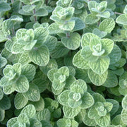Wild Zaatar Oregano Seeds, Herbal