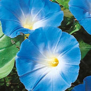 Heavenly Blue Morning Glory Seeds