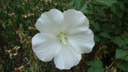 White Rose of Sharon Seeds