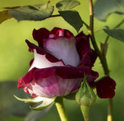 Marron & White Rosa spp. Seeds