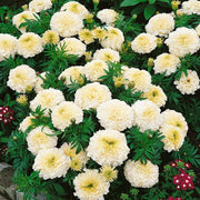 White Marigold Seeds