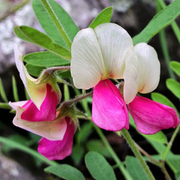 Medicinal Perennial Goat's Rue Seeds