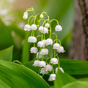 Lily of the Valley Seeds