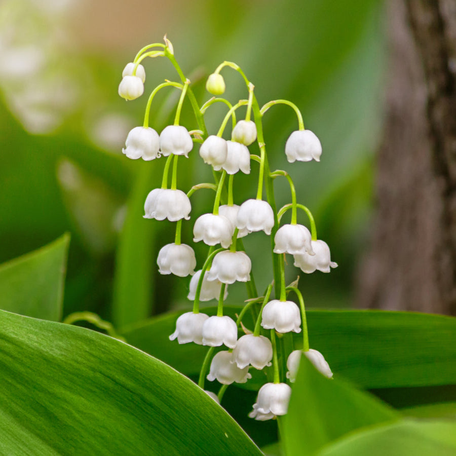 Lily of the Valley Seeds