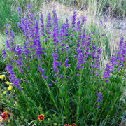 Rocky Mountain Beardtongue Penstemon Strictus Seeds