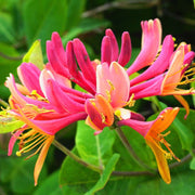 Gold Flame Honeysuckle Seeds