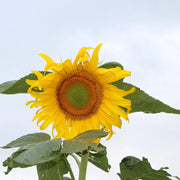 Mongolian Giant Sunflower Seeds