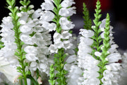White Obedient Seeds