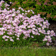 Showy Evening Primrose Seeds