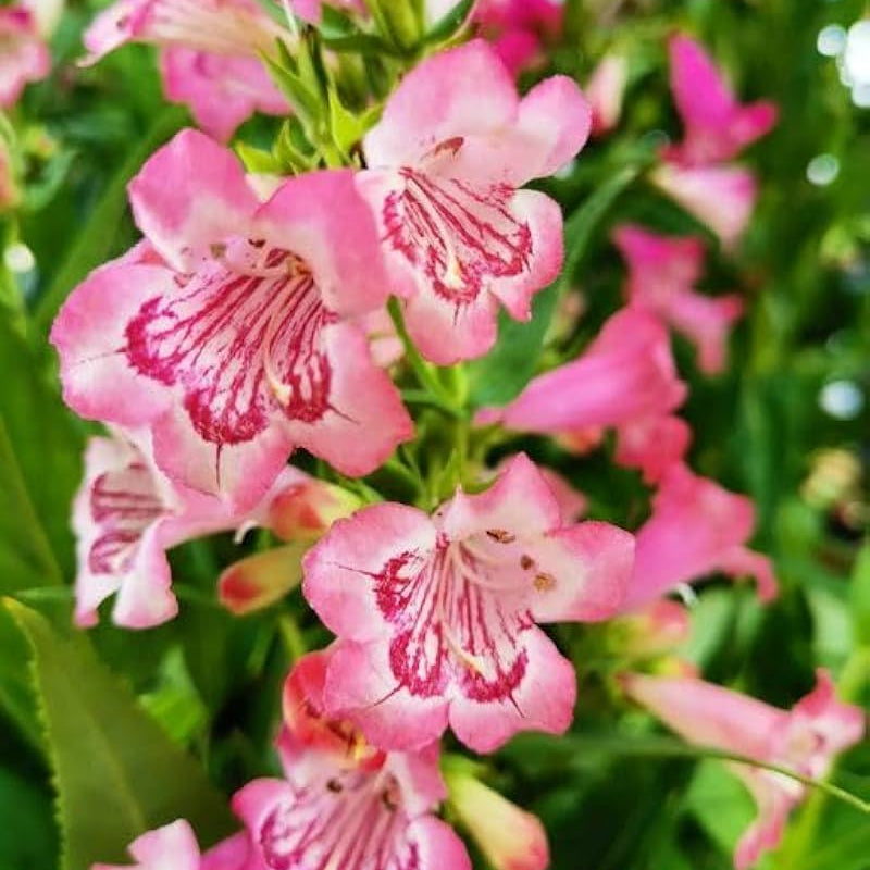 Pink Penstemon Seeds