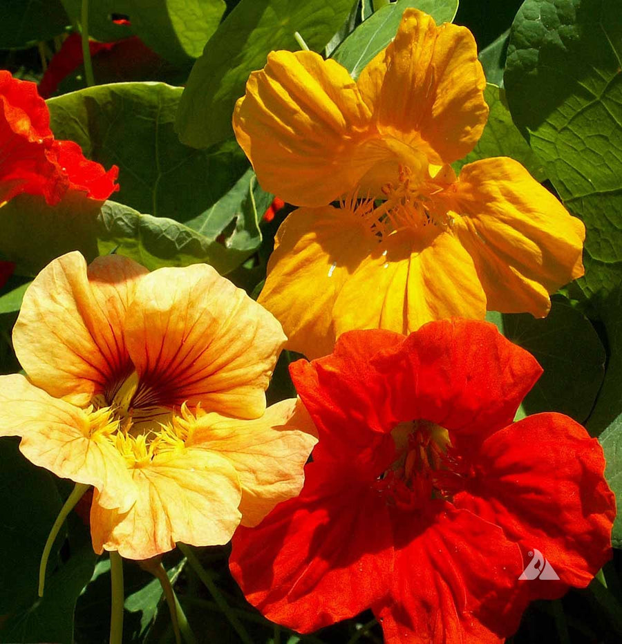 Mixed Color Nasturtium Seeds
