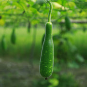 Edible Bottle Gourd Cucuzzi Gourd Seeds