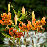 Turk's Cap Lily Seeds