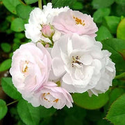 Rosa Seeds - Chinensis 'Angel Wings Seeds