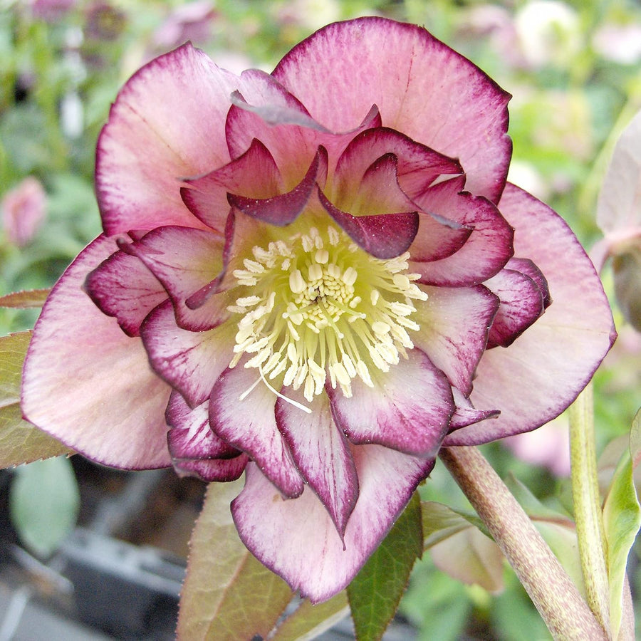 Lenten Rose Seeds