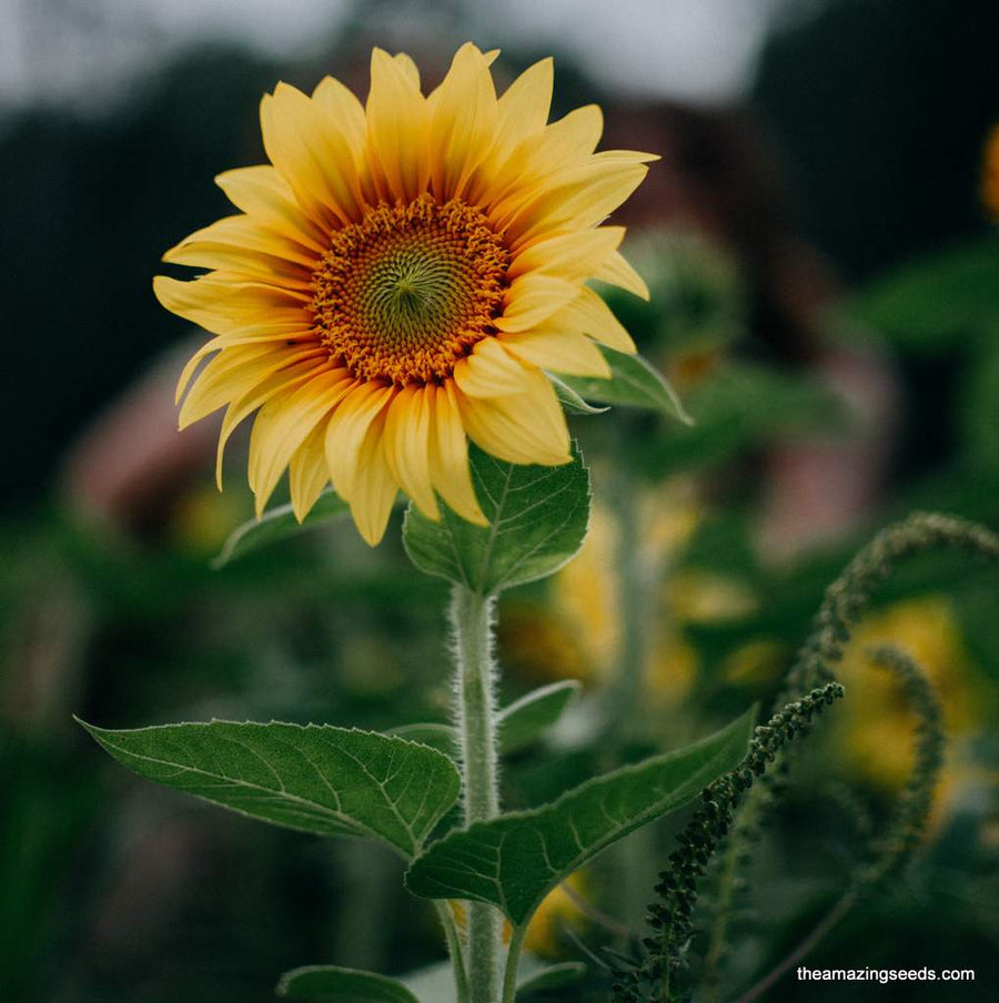Dwarf Sunspot Sunflower Seeds