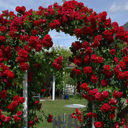 Climbing Rose Seeds