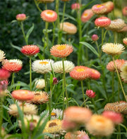 Long Everlasting Seeds