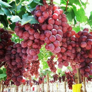 Large Cluster Red Globe Grape Seeds