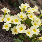 Polyanthus Primrose Primula Seeds